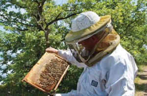 apiculture